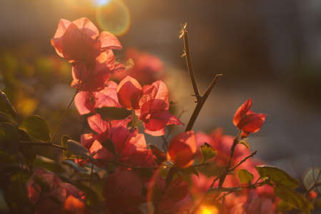 backlit of pink Bougainvillea in the morning light.の写真素材