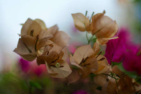 Light orange Bougainvillea in low light