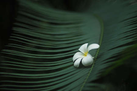 Fallen plumeria on the palm leaf.