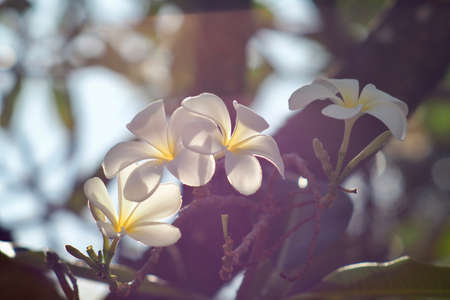 Backlit of white plumeria in the morning light with dreamy bokeh from old manual focus lens.