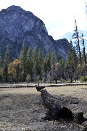 Trunk of a tree during a hike at Kings Canyon National Parkの写真素材