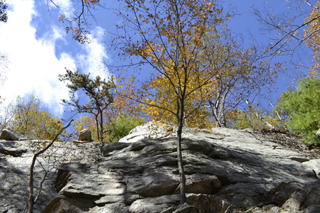 Picture of some trees growing horizontally on a rock wallの写真素材