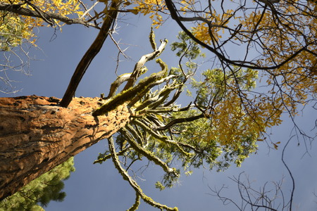 Sequoiadendron giganteum are the biggest trees existing nowadays. Here is a picture of one of those taken from the bottom.の写真素材