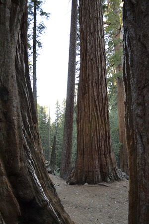 Sequoiadendron giganteum are the biggest trees existing nowadays. Here is a picture of a group of themの写真素材