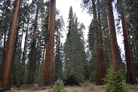 Sequoiadendron giganteum are the biggest trees existing nowadays. Here is a picture of a group of themの写真素材