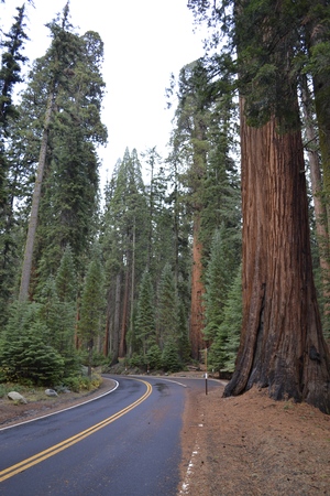 Sequoiadendron giganteum are the biggest trees existing nowadays. Here is a picture of a group of themの写真素材