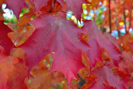 Picture taken in Central park during the fallの写真素材