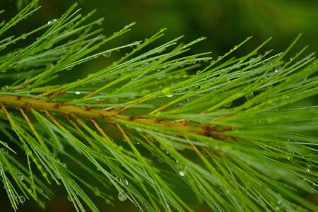 Picture of a small branch of a pine after a stormの写真素材