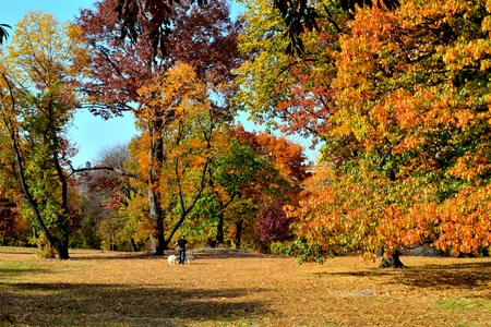 Picture of Central Park on a fall day showing the multiple colors of the threesの写真素材