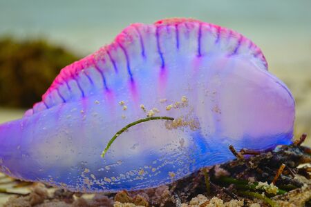 Siphonophore sank in a beach in Panamaの写真素材