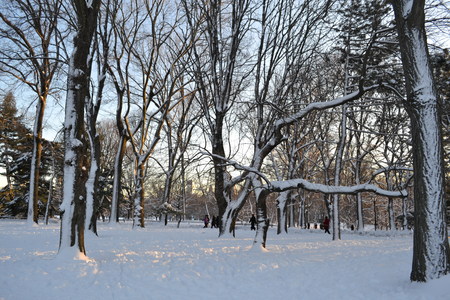 Winter in Central Park after a big snow stormの写真素材