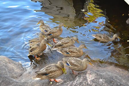 Ducks swimming in a lake in the north of Ontarioの写真素材