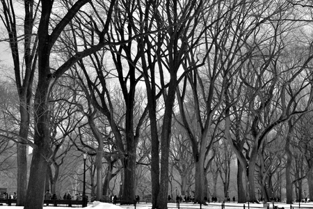 Leaveless trees under the snow in Central Parkの写真素材
