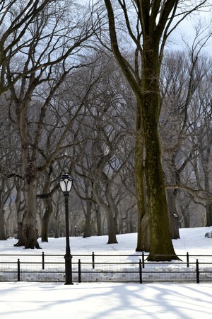Leaveless trees under the snow in Central Parkの写真素材