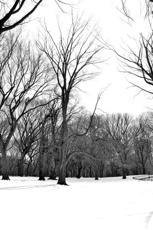 Leaveless trees under the snow in Central Parkの写真素材