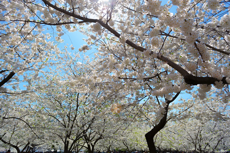 The National Cherry Blossom festival is a spring celebration in Washington DC. It started in 1912 when the Mayor of Tokyo (Yukio Ozaki) gave these Japanese Cherry trees to the City of Washington.の写真素材