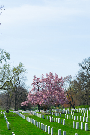 The Arlington Cemetery is the US military cemetery in which soldiers who died in national conflicts since the Civil War are Buried.の写真素材