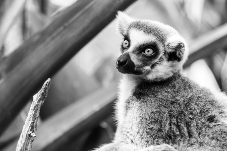 Ring-tailed lemurs are one of the most vocal primates