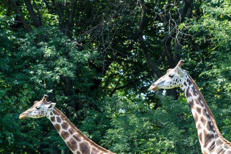 Giraffes are the tallest of all terrestrial animalsの写真素材