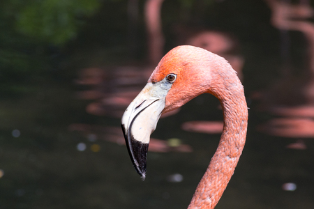 The American flamingo is the only specie of flamingo that can be found in North Americaの写真素材
