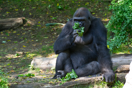 Western lowland gorilla is the smallest of the four gorilla species and the only one kept in captivityの写真素材