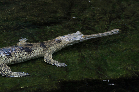 Slender-snouted crocodile eat mostly fishの写真素材