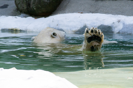 Polar bears fed almost exclusively of sealsの写真素材