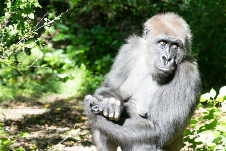 Western lowland gorilla is the smallest of the four gorilla species and the only one kept in...