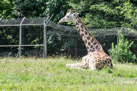 Giraffes are the tallest of all terrestrial animalsの写真素材