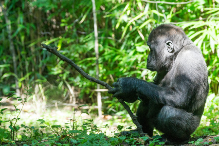 Western lowland gorilla is the smallest of the four gorilla species and the only one kept in captivityの写真素材