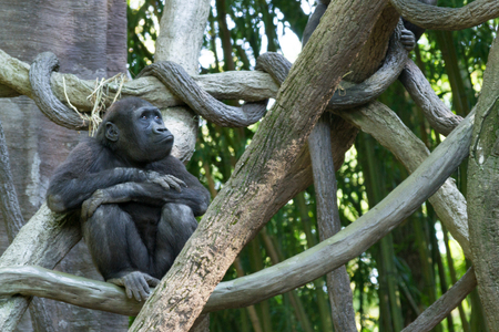 Western lowland gorilla is the smallest of the four gorilla species and the only one kept in...