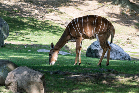 Female nyala lack the spiral horns characteristic of the malesの写真素材