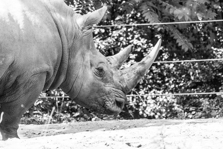 White rhinoceros is the largest specie of rhinocerosの写真素材
