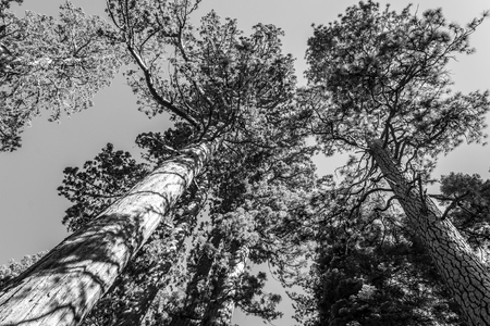 Mariposa grove at Yosemite National Park contains over 100 mature Giant Sequoiasの写真素材