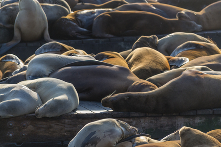 Pier 39 at fishermen wharf in San Francisco is famous due to its sea lionsの写真素材