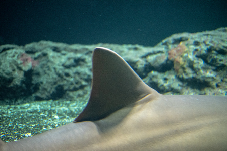 Largetooth sawfish (Pristis pristis) is considered critically endangeredの写真素材