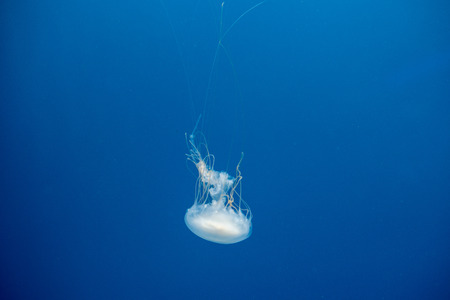 Atlantic sea nettle (Chrysaora quinquecirrha) over blue bakground