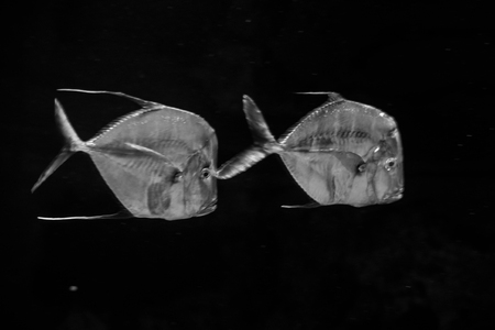 Pair of lookdown fish (Selene vomer)の写真素材