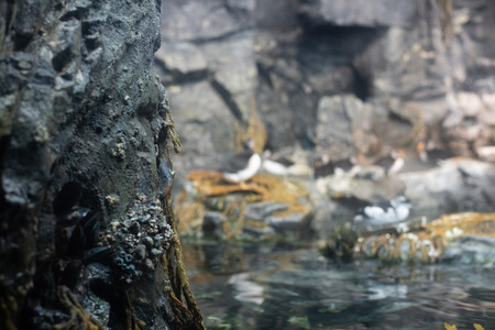 Atlantic puffin (Fratercula arctica) is considered a vulnerable specieの写真素材