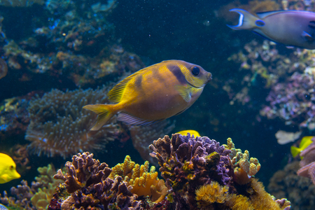 Yellow blackeyed rabbitfish (Siganus puelloides)