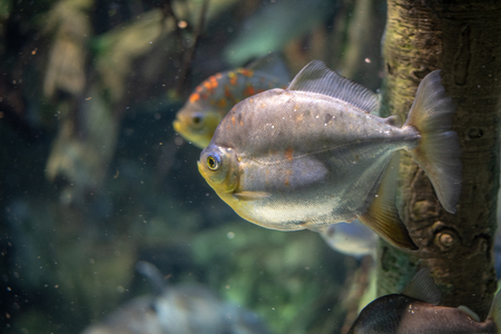 School of cichlid freshwater fish