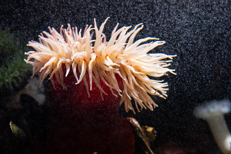 Velvety red anemone (Urticina piscivora) aka fish-eating anemone