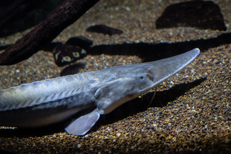 Pallid sturgeon (Scaphirhynchus albus) is an endangered specie