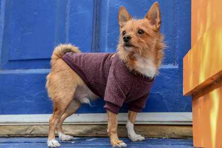 Chihuahuas are the smallest breeds of dogsの写真素材