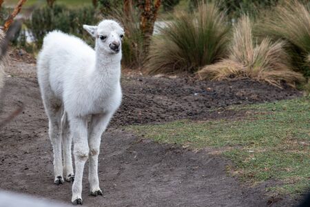Alpaca (aka Vicugna pacos) is native of the Andes mountains including Ecuadorの写真素材