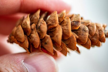 Cone of an Aiton pine in northern Ontario (Canada)の写真素材