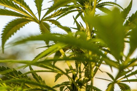 Close up picture of the leaves of a plant of Cannabis sativaの写真素材