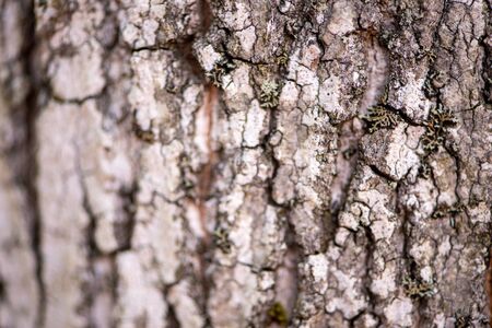 Bark of a Aiton pine in northern Ontario (Canadaの写真素材