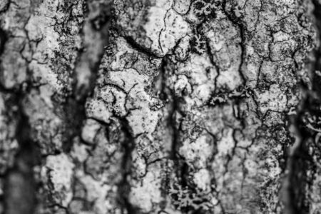 Bark of a Aiton pine in northern Ontario (Canadaの写真素材