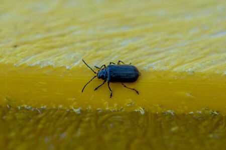 Macro photograph of a blue beetle over a yellow tableの写真素材